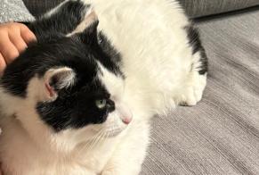 Verdwijningsalarm Kat Mannetje , 7 jaar Mayenne Frankrijk