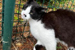 Verdwijningsalarm Kat Mannetje , 12 jaar Montpellier Frankrijk