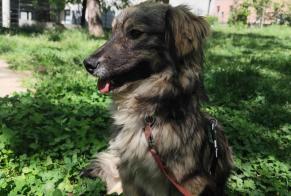 Verdwijningsalarm Hond rassenvermenging Vrouwtje , 1 jaar Lyon Frankrijk
