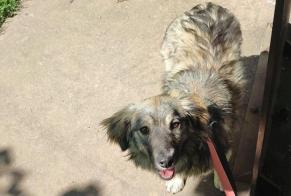 Verdwijningsalarm Hond rassenvermenging Vrouwtje , 1 jaar Lyon Frankrijk