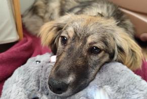 Verdwijningsalarm Hond rassenvermenging Vrouwtje , 1 jaar Lyon Frankrijk
