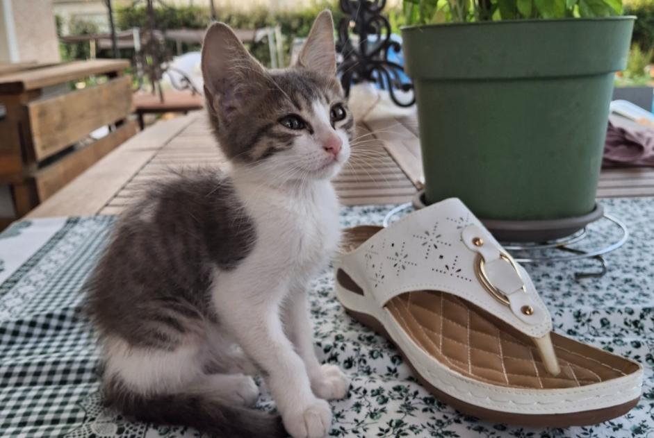Ontdekkingsalarm Kat Vrouwtje Ghisonaccia Frankrijk