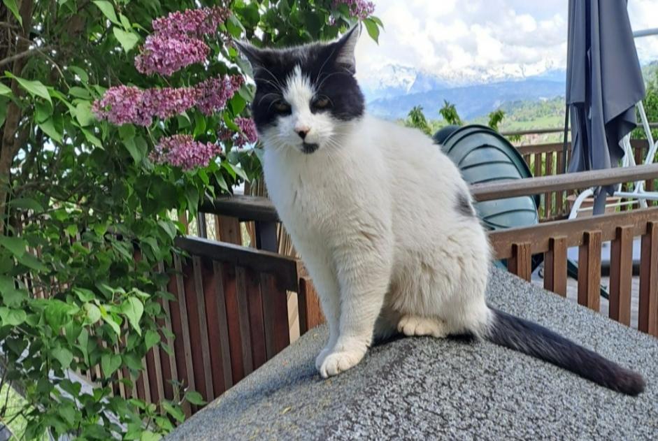 Verdwijningsalarm Kat  Mannetje , 6 jaar Brizon Frankrijk