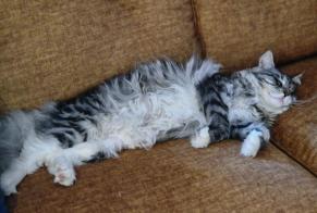 Verdwijningsalarm Kat  Mannetje , 1 jaar Fontaines-Saint-Martin Frankrijk