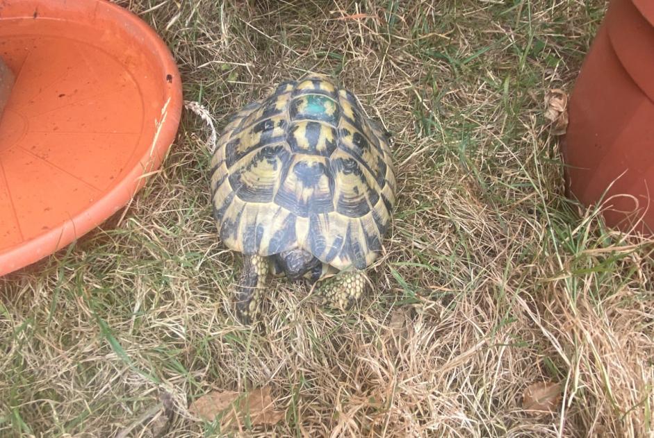 Ontdekkingsalarm Schildpad Onbekend Cholet Frankrijk