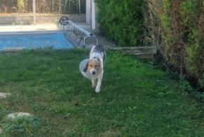Verdwijningsalarm Hond rassenvermenging Mannetje , 5 jaar Saint-Jean-de-Muzols Frankrijk