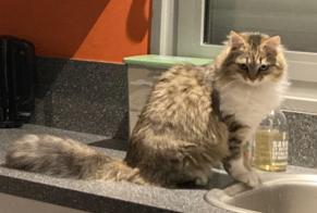 Verdwijningsalarm Kat rassenvermenging Vrouwtje , 2 jaar Quesnoy-sur-Deûle Frankrijk