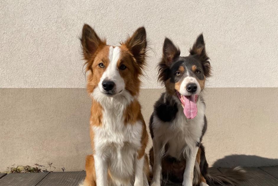 Verdwijningsalarm Hond  Vrouwtje , 2 jaar Jougne Frankrijk