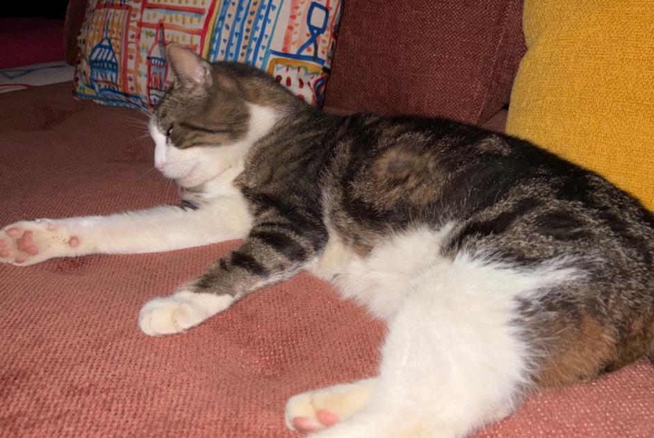 Verdwijningsalarm Kat Mannetje , 8 jaar Montauban Frankrijk