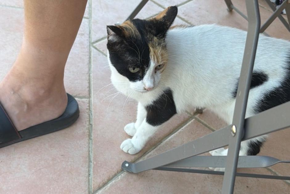 Ontdekkingsalarm Kat Onbekend Patay Frankrijk