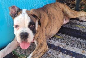 Ontdekkingsalarm Hond  Vrouwtje Bizanos Frankrijk