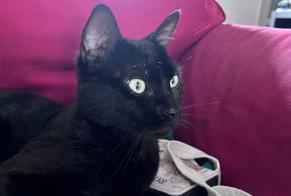 Ontdekkingsalarm Kat Mannetje , 2 jaar Saint-Herblain Frankrijk