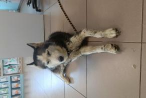 Ontdekkingsalarm Hond  Vrouwtje , 9 jaar Sèvremont Frankrijk