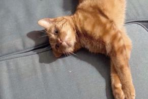 Verdwijningsalarm Kat Vrouwtje , 6 jaar Toulouse Frankrijk