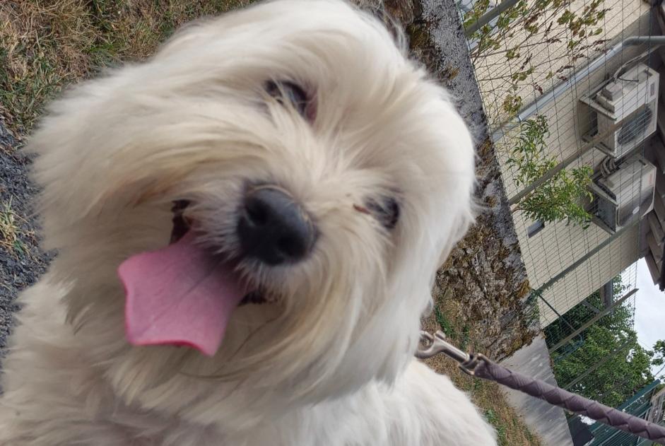 Ontdekkingsalarm Hond Mannetje Uzerche Frankrijk