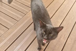 Ontdekkingsalarm Kat Onbekend Riom Frankrijk