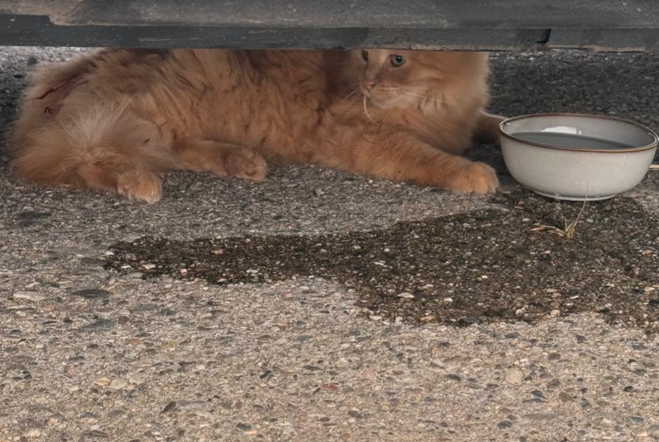 Ontdekkingsalarm Kat Onbekend Montpellier Frankrijk