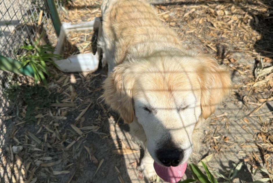 Ontdekkingsalarm Hond  Mannetje Galgon Frankrijk