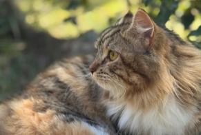 Verdwijningsalarm Kat  Vrouwtje , 2 jaar Draguignan Frankrijk