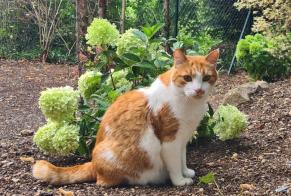 Verdwijningsalarm Kat  Mannetje , 10 jaar Fontvannes Frankrijk