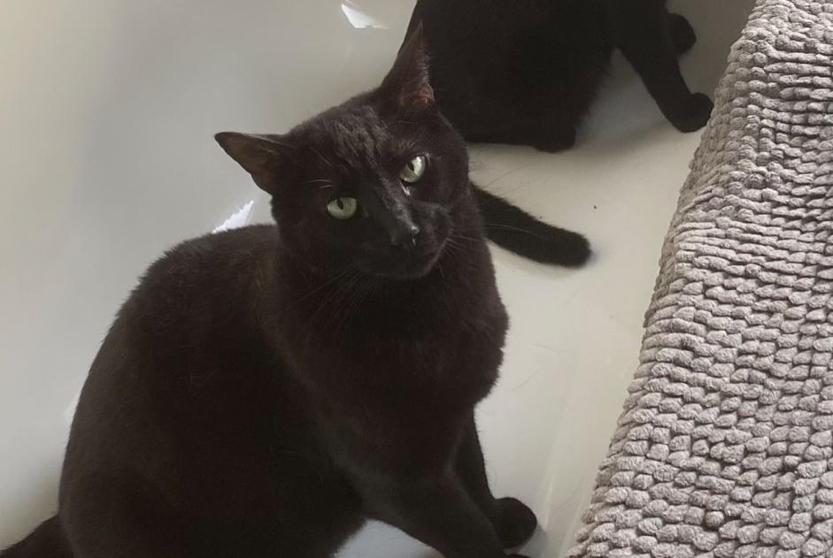 Verdwijningsalarm Kat  Mannetje , 3 jaar Villotte-sur-Aire Frankrijk