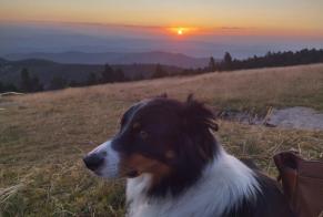Verdwijningsalarm Hond  Mannetje , 6 jaar Poncin Frankrijk