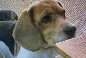 Verdwijningsalarm Hond  Mannetje , 11 jaar Lanton Frankrijk