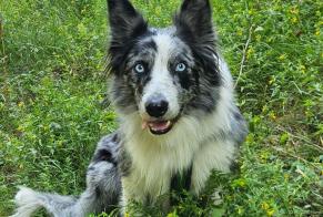 Verdwijningsalarm Hond  Mannetje , 3 jaar Saint-Jean-d'Arves Frankrijk