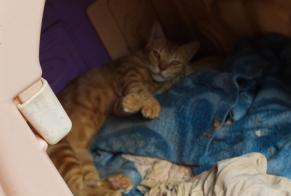 Verdwijningsalarm Kat Mannetje , 5 jaar Chastellux-sur-Cure Frankrijk