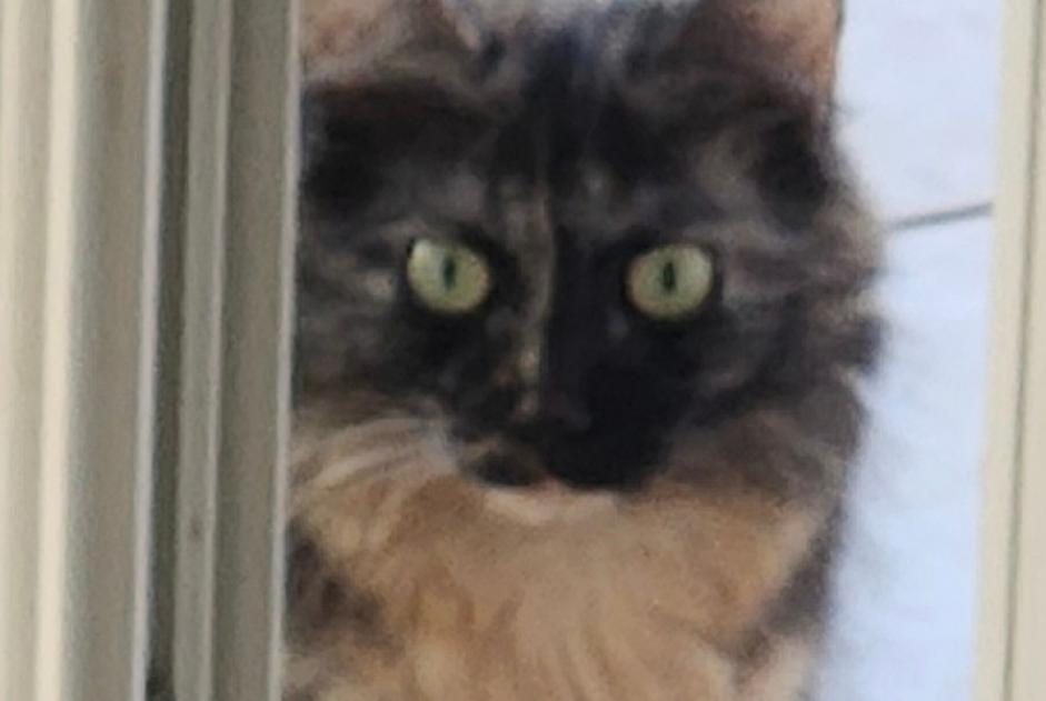 Ontdekkingsalarm Kat Onbekend Sainte-Geneviève-des-Bois Frankrijk