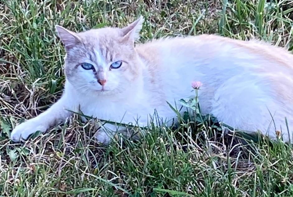 Ontdekkingsalarm Kat Mannetje Entrelacs Frankrijk