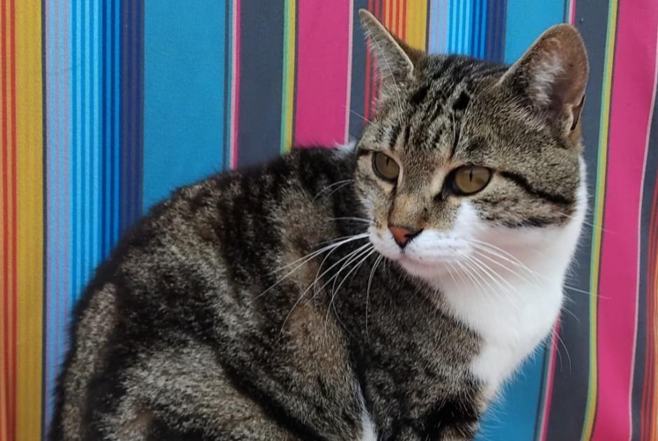 Verdwijningsalarm Kat  Mannetje , 6 jaar L'Union Frankrijk