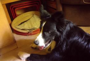 Ontdekkingsalarm Hond  Onbekend Taussac Frankrijk