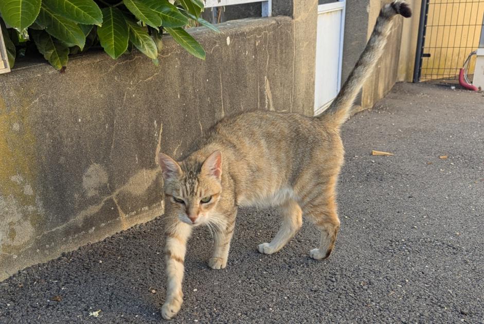 Ontdekkingsalarm Kat rassenvermenging Mannetje Bourg-de-Péage Frankrijk
