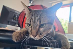 Ontdekkingsalarm Kat Mannetje Dijon Frankrijk