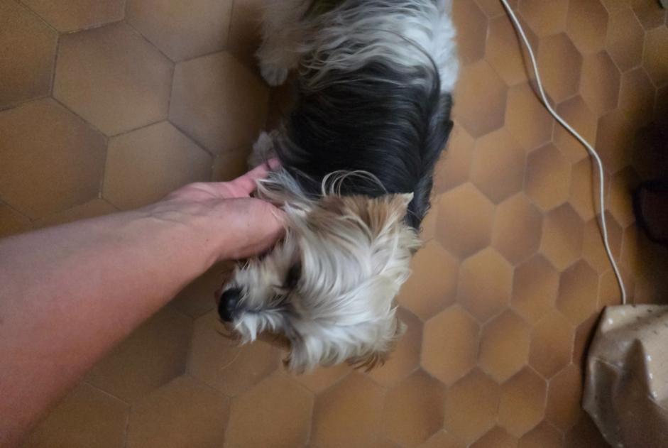 Ontdekkingsalarm Hond  Mannetje Gâvres Frankrijk