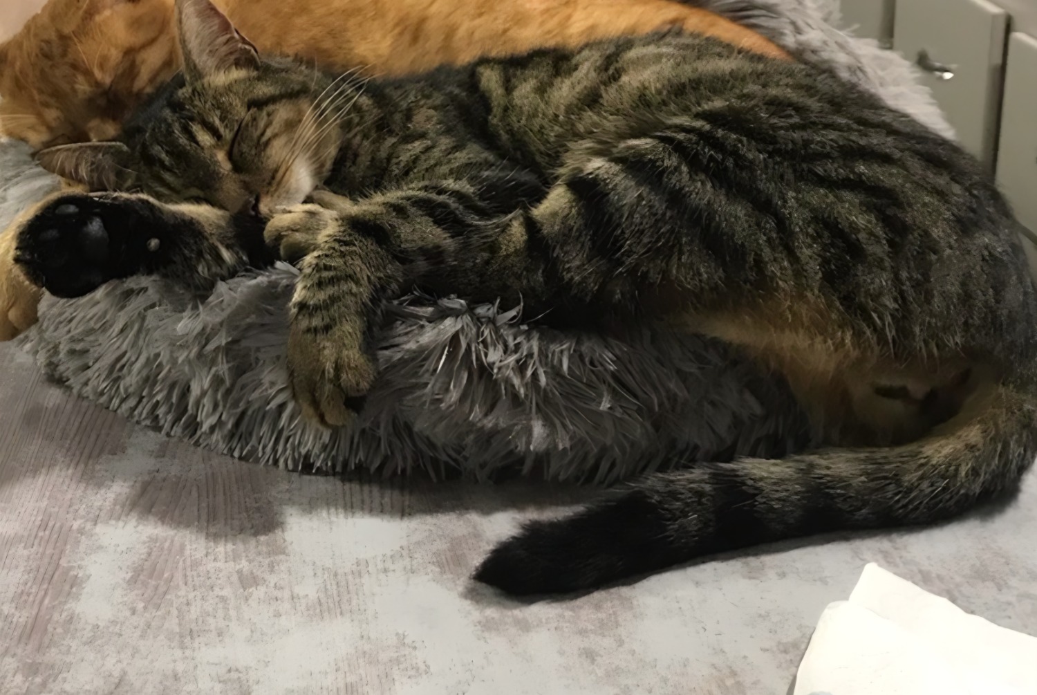 Verdwijningsalarm Kat Mannetje , 4 jaar Lyon 05 Frankrijk