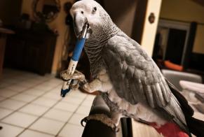 Verdwijningsalarm Vogel Vrouwtje , 2026 jaar Larajasse Frankrijk
