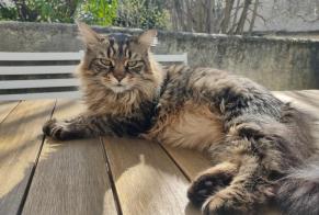 Verdwijningsalarm Kat  Mannetje , 10 jaar Juvisy-sur-Orge Frankrijk