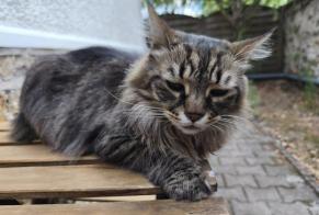 Verdwijningsalarm Kat  Mannetje , 10 jaar Juvisy-sur-Orge Frankrijk