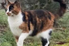 Verdwijningsalarm Kat Vrouwtje , 40 jaar Condat-sur-Trincou Frankrijk