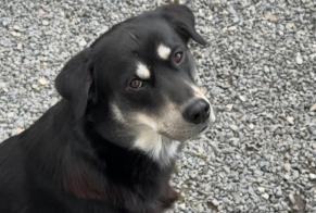 Verdwijningsalarm Hond Mannetje , 1 jaar Saint-Waast Frankrijk