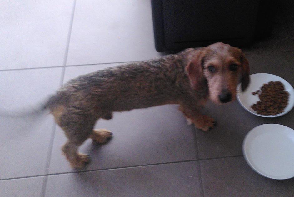 Ontdekkingsalarm Hond Mannetje Iffendic Frankrijk