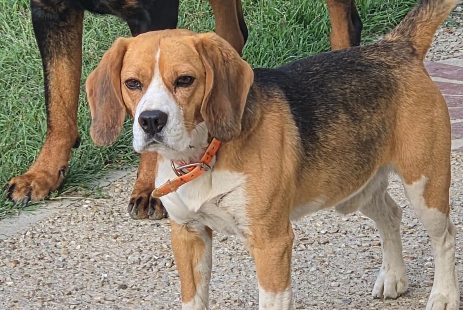 Ontdekkingsalarm Hond  Mannetje Vernoy Frankrijk