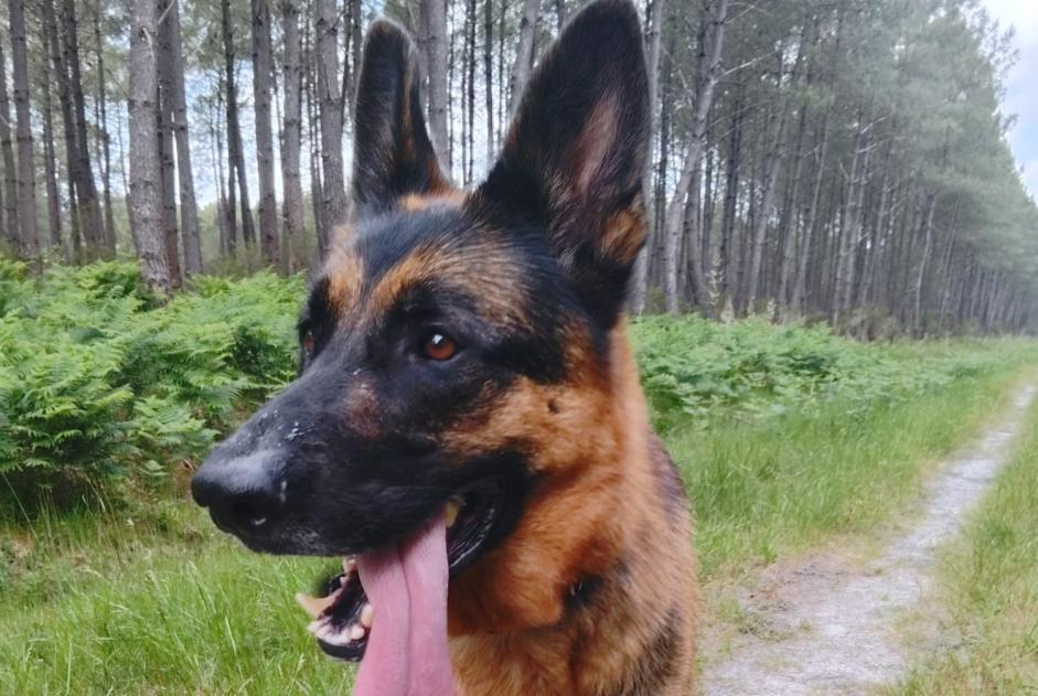 Verdwijningsalarm Hond  Mannetje , 5 jaar Castelnau-de-Médoc Frankrijk