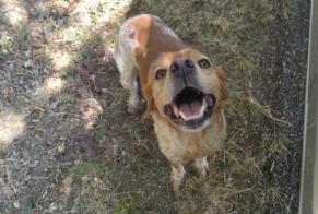 Ontdekkingsalarm Hond  Mannetje Puylaurens Frankrijk