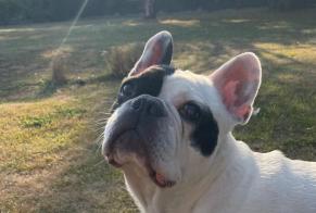 Verdwijningsalarm Hond  Mannetje , 10 jaar Gourin Frankrijk