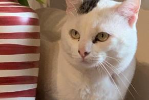 Verdwijningsalarm Kat Mannetje , 5 jaar Toulouse Frankrijk