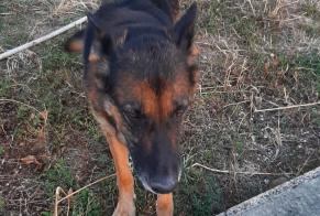 Ontdekkingsalarm Hond  Vrouwtje Champmillon Frankrijk