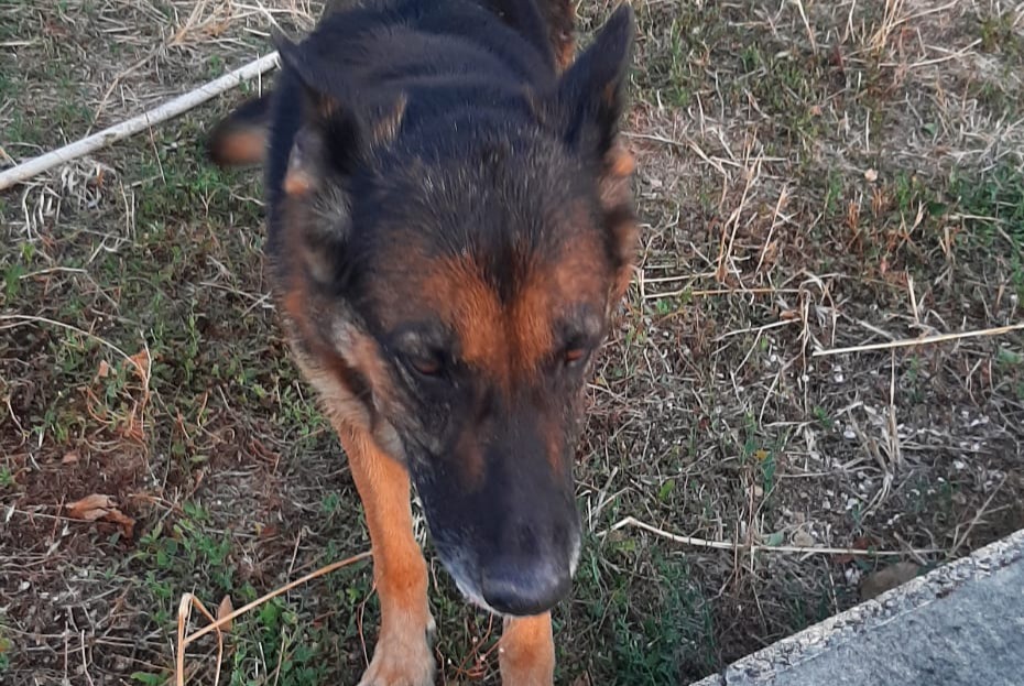 Ontdekkingsalarm Hond  Vrouwtje Champmillon Frankrijk